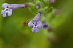 Drummond's false pennyroyal